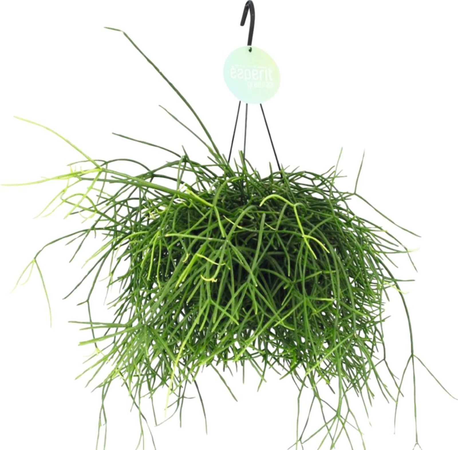 Grünpflanzen Ampel P17 cm