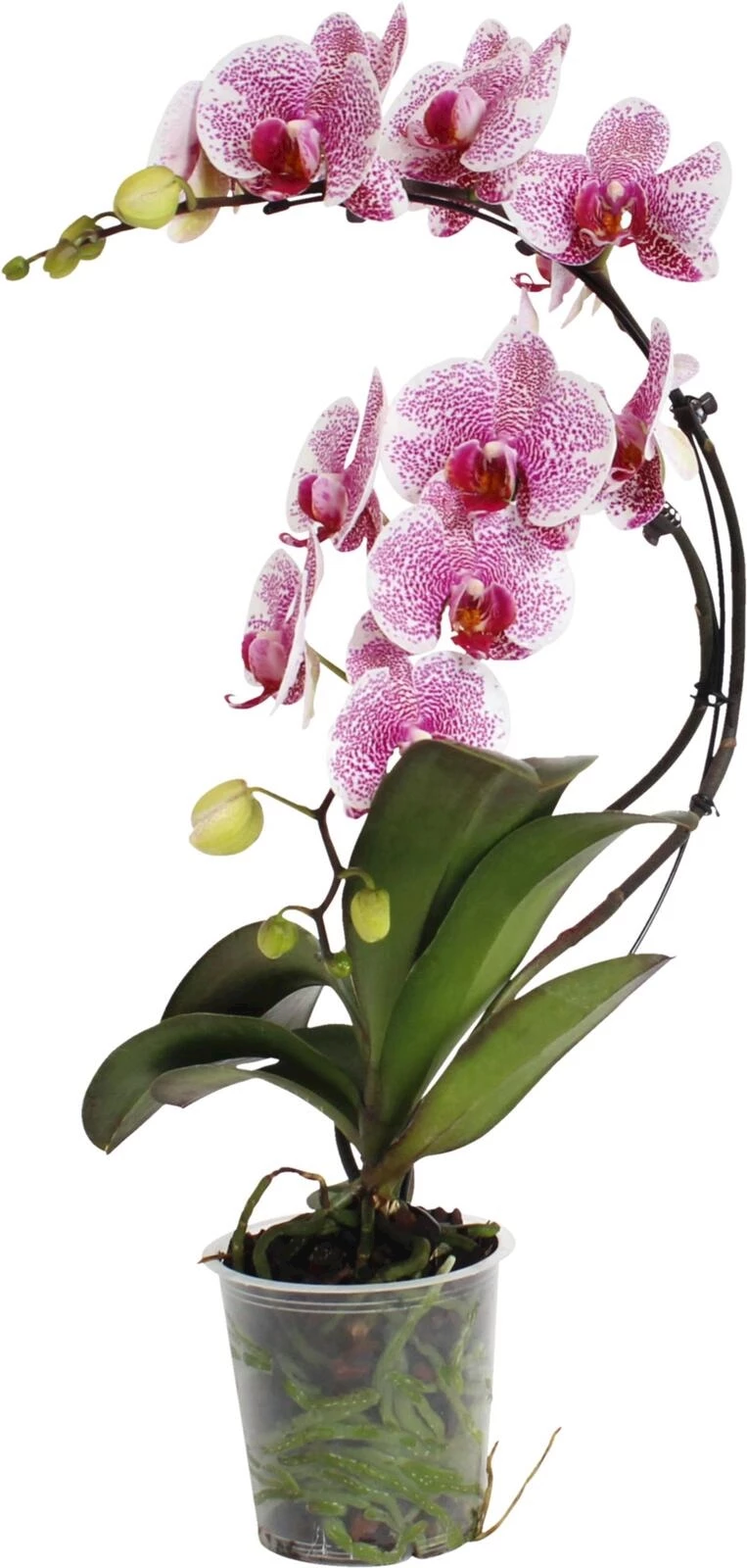 Phalaenopsis Boemerang P12 cm