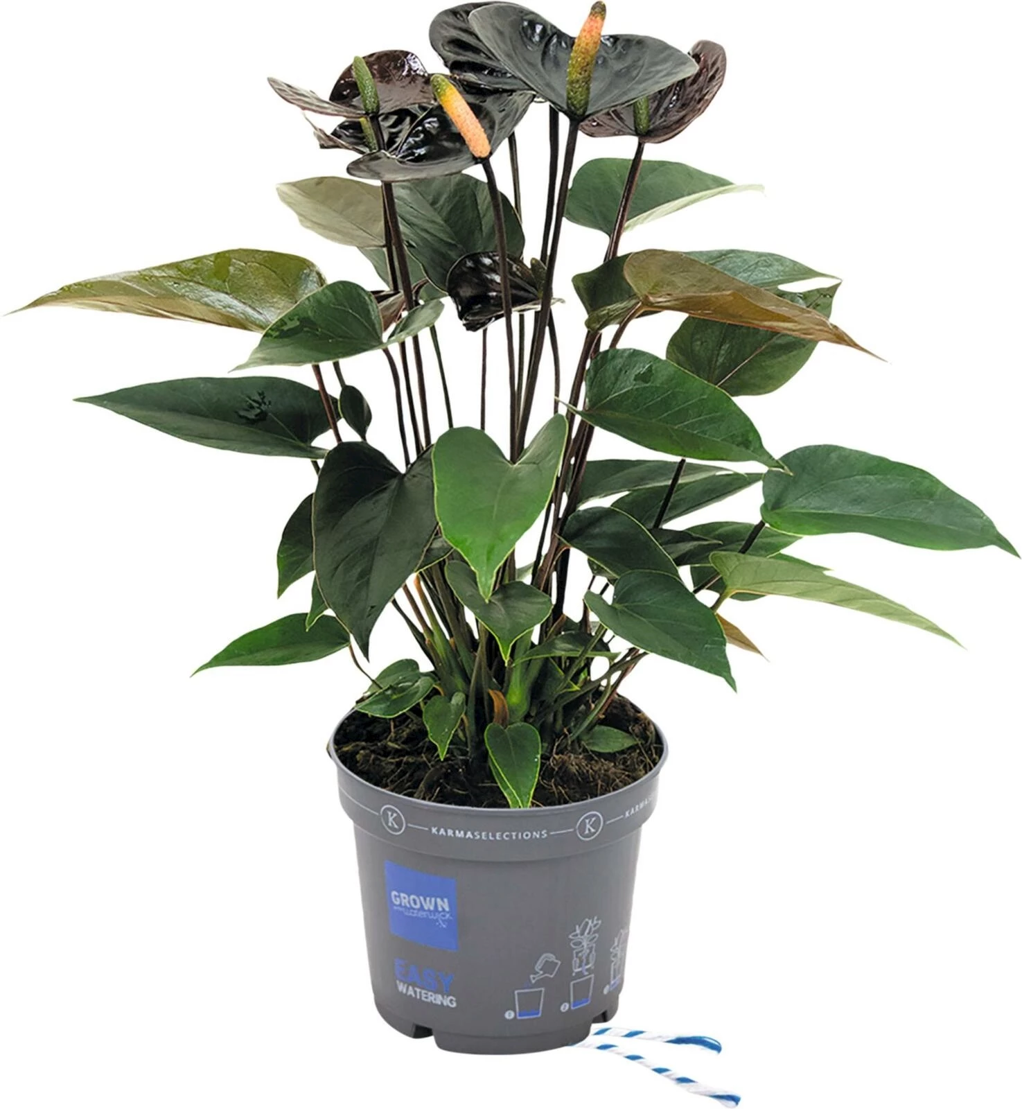 Anthurium Karma P12 cm