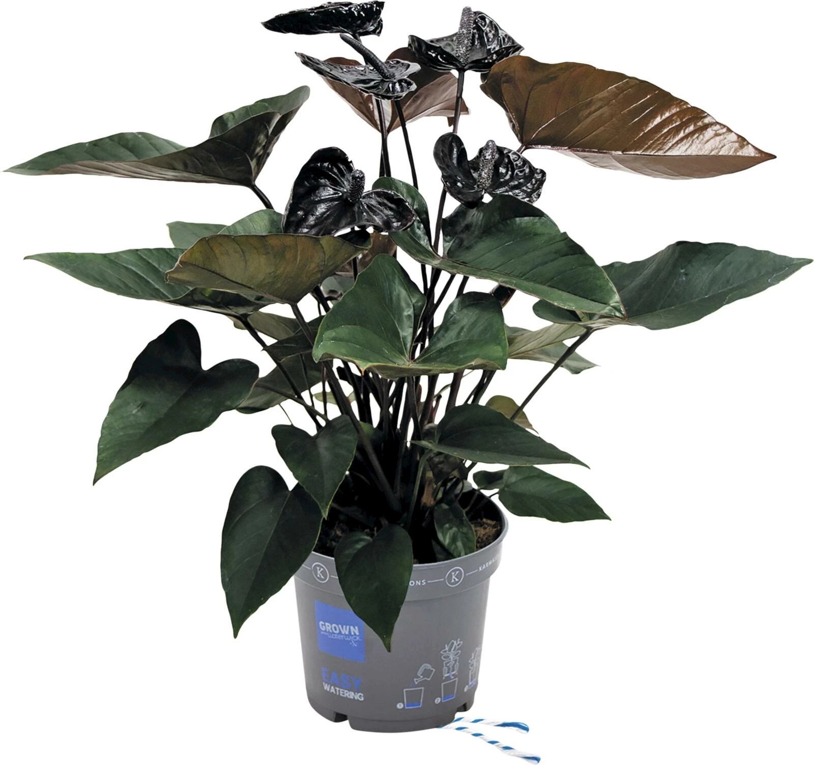 Anthurium Karma P17 cm