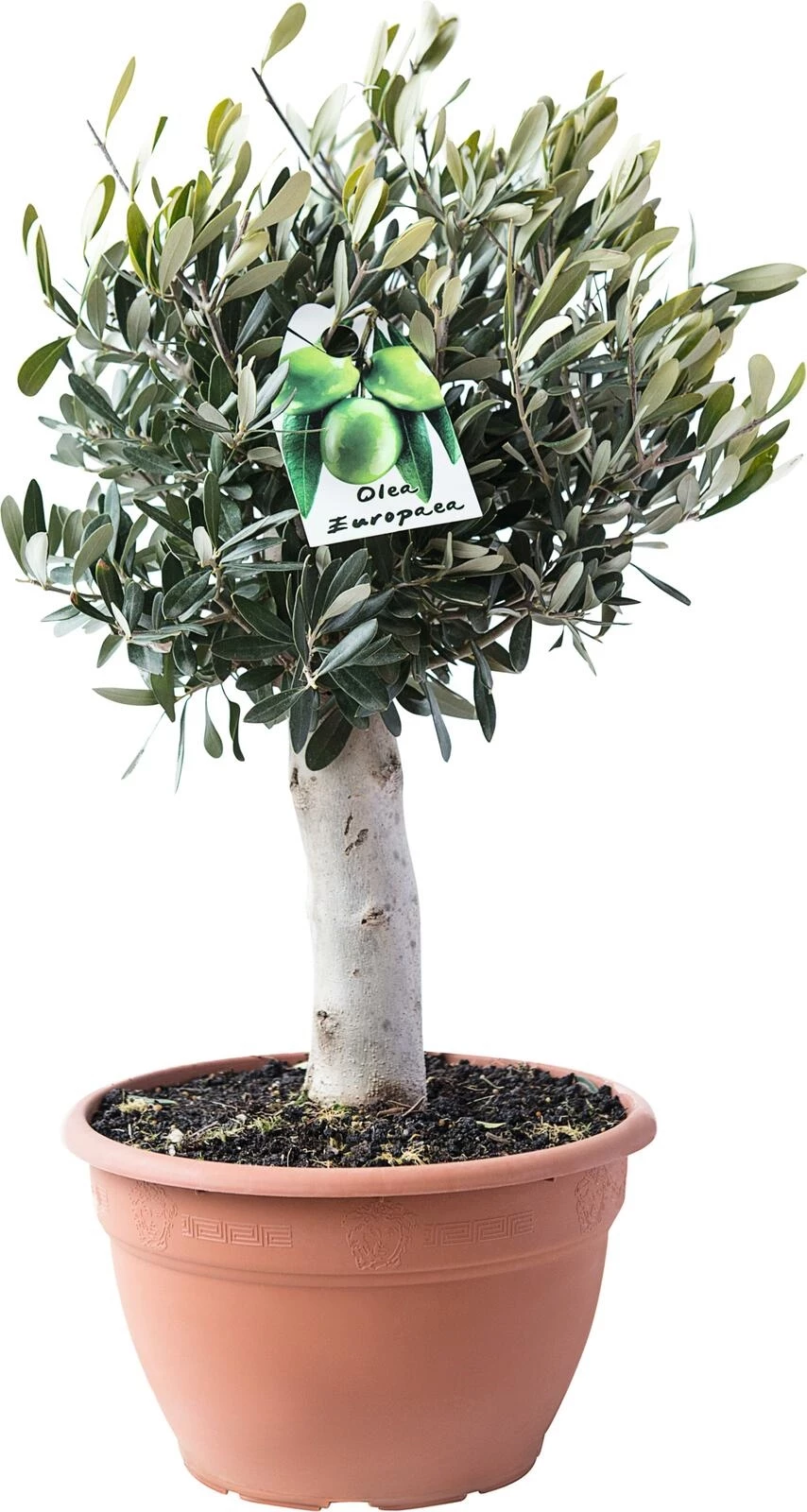 Olivier en bac P20 cm