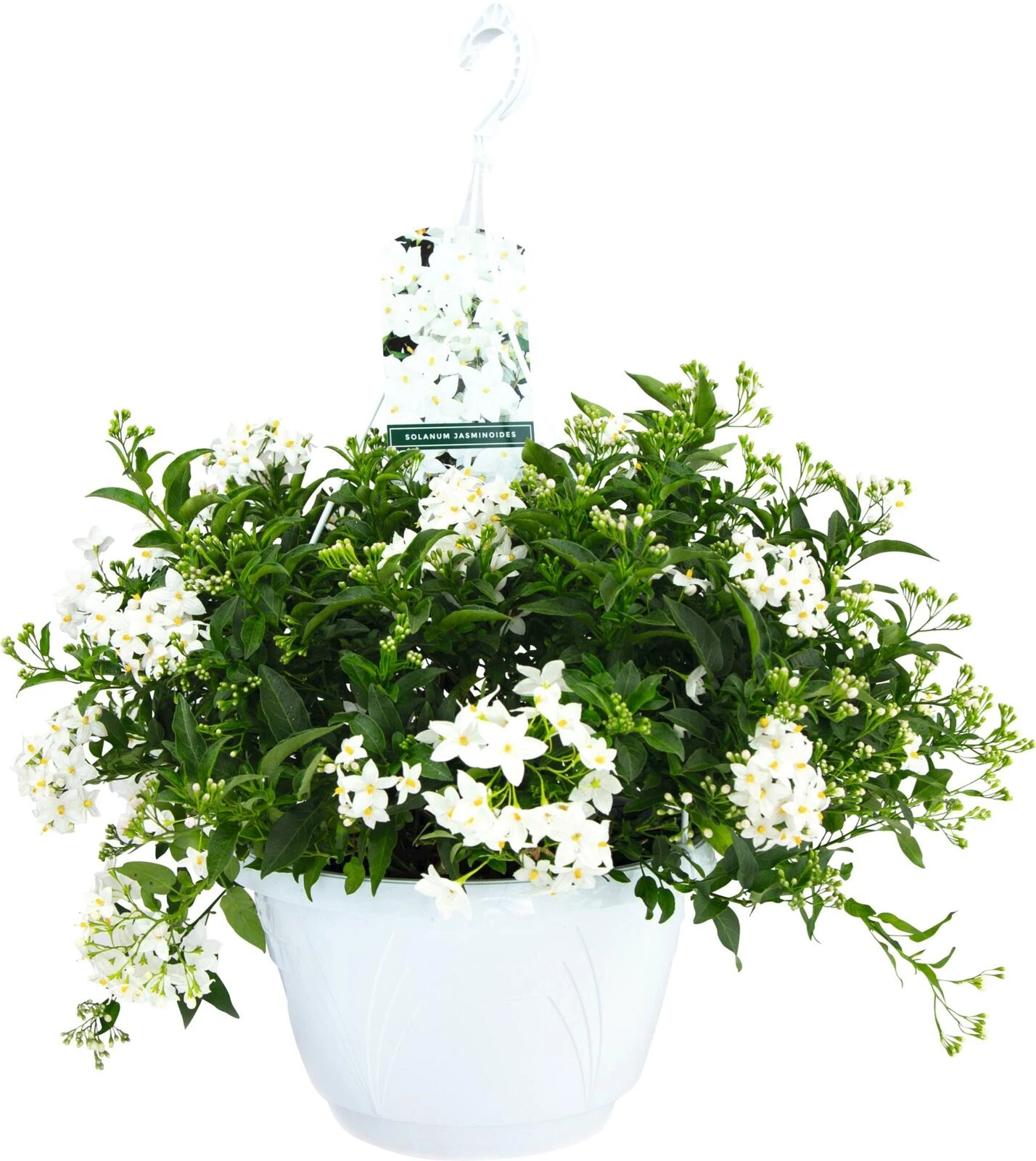 Solanum Jasminoides Ampel P27 cm