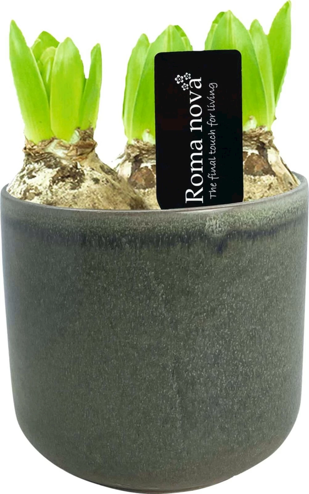 Hyazinthen im Keramik P13 cm