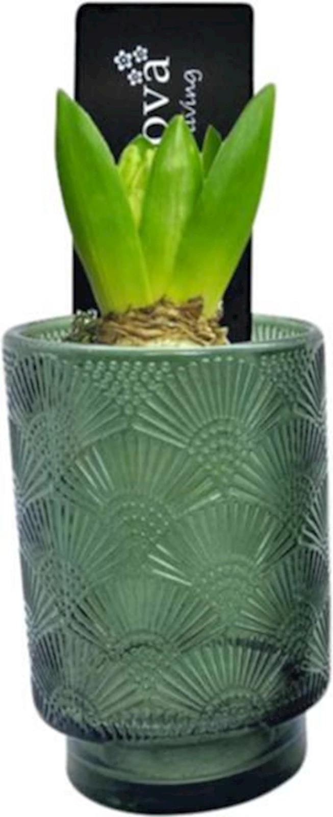 Hyazinthen im Glas P9 cm