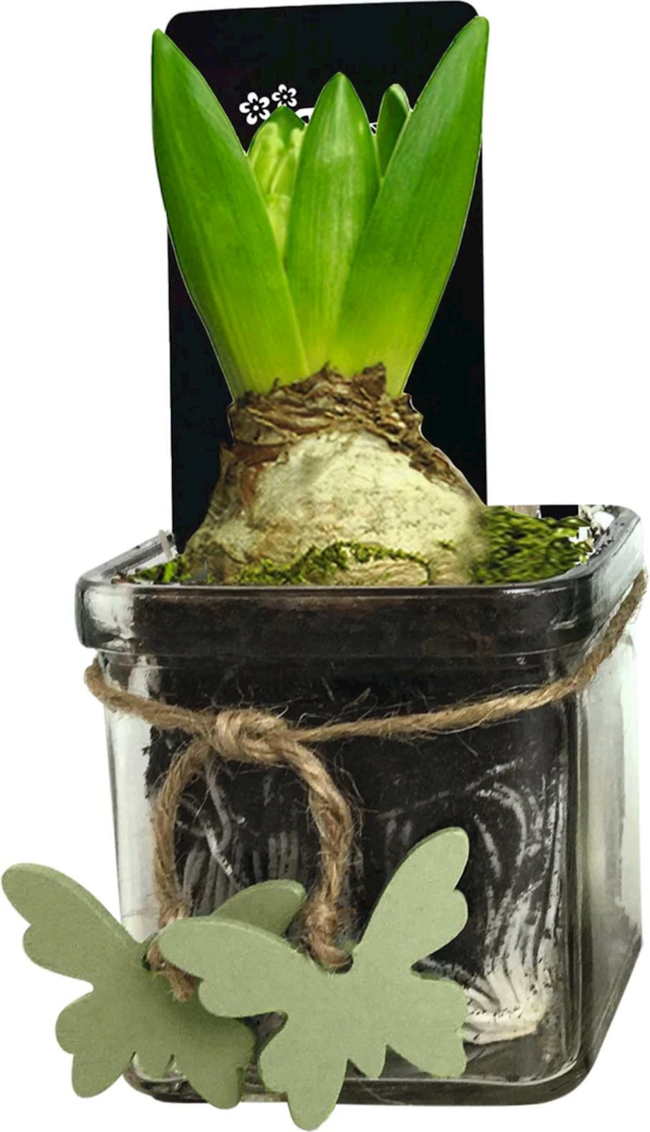 Hyazinthen im Glas P8 cm