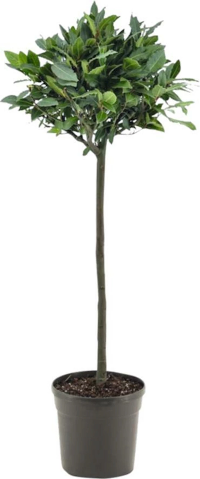 Echter Lorbeer Baum - Laurus Nobilis Im 3L Topf