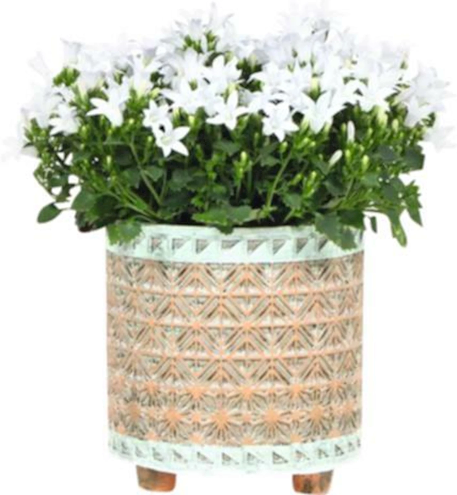 Campanula in UT weiss P12 cm