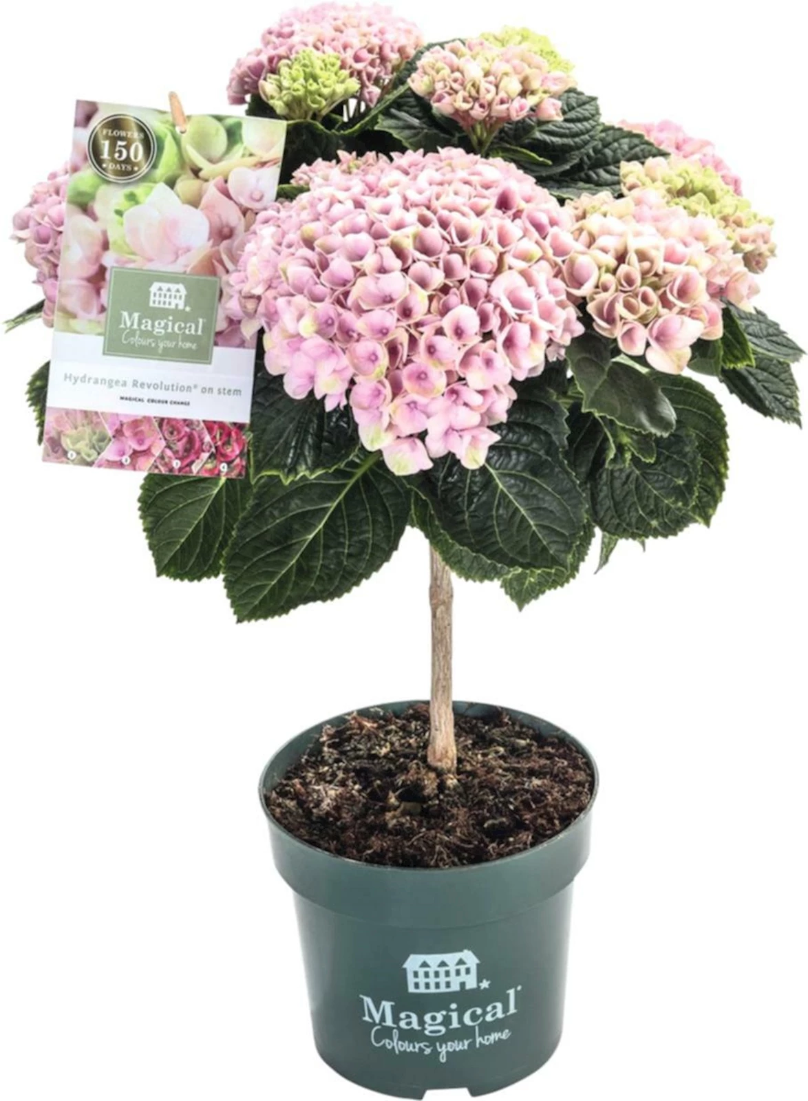 Hydrangea mag. Stamm P14 cm