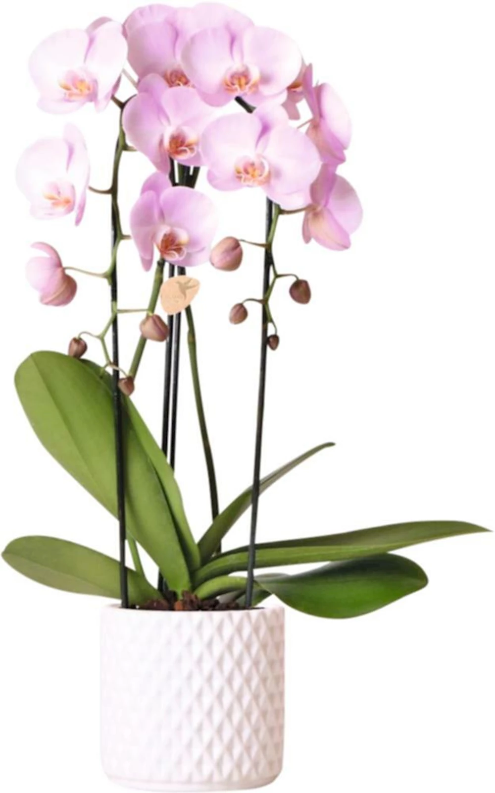 Phalaenopsis Niagara 2 t. P12 cm