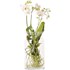 Phalaenopsis en verre 2 t. P12 cm