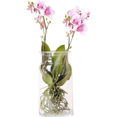 Phalaenopsis im Glas 2 R. P12 cm