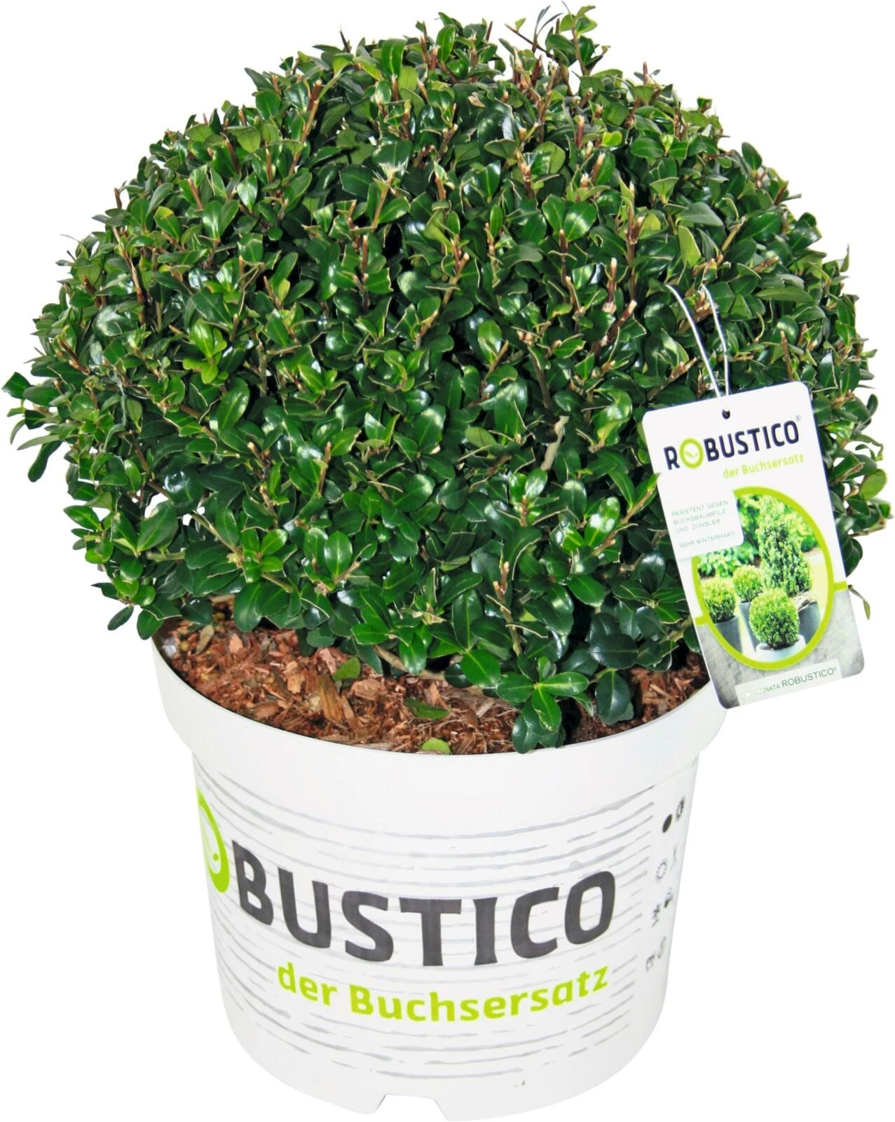 Ilex Robustico Kugel P23 cm