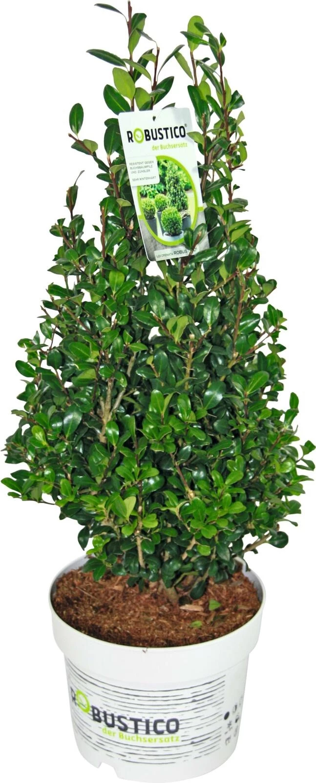 Ilex Robustico Pyramide P17 cm
