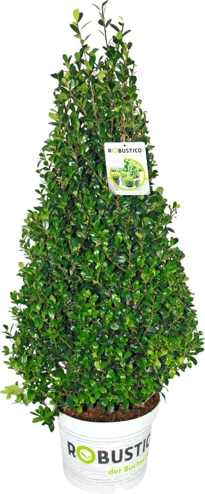 Ilex Robustico Busch P12 cm kaufen Baumschule LANDI