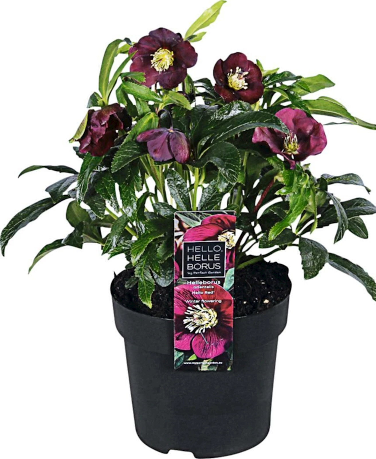 Helleborus orientalis P14cm