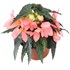 Gartenbegonia Florencio rosa P12 cm