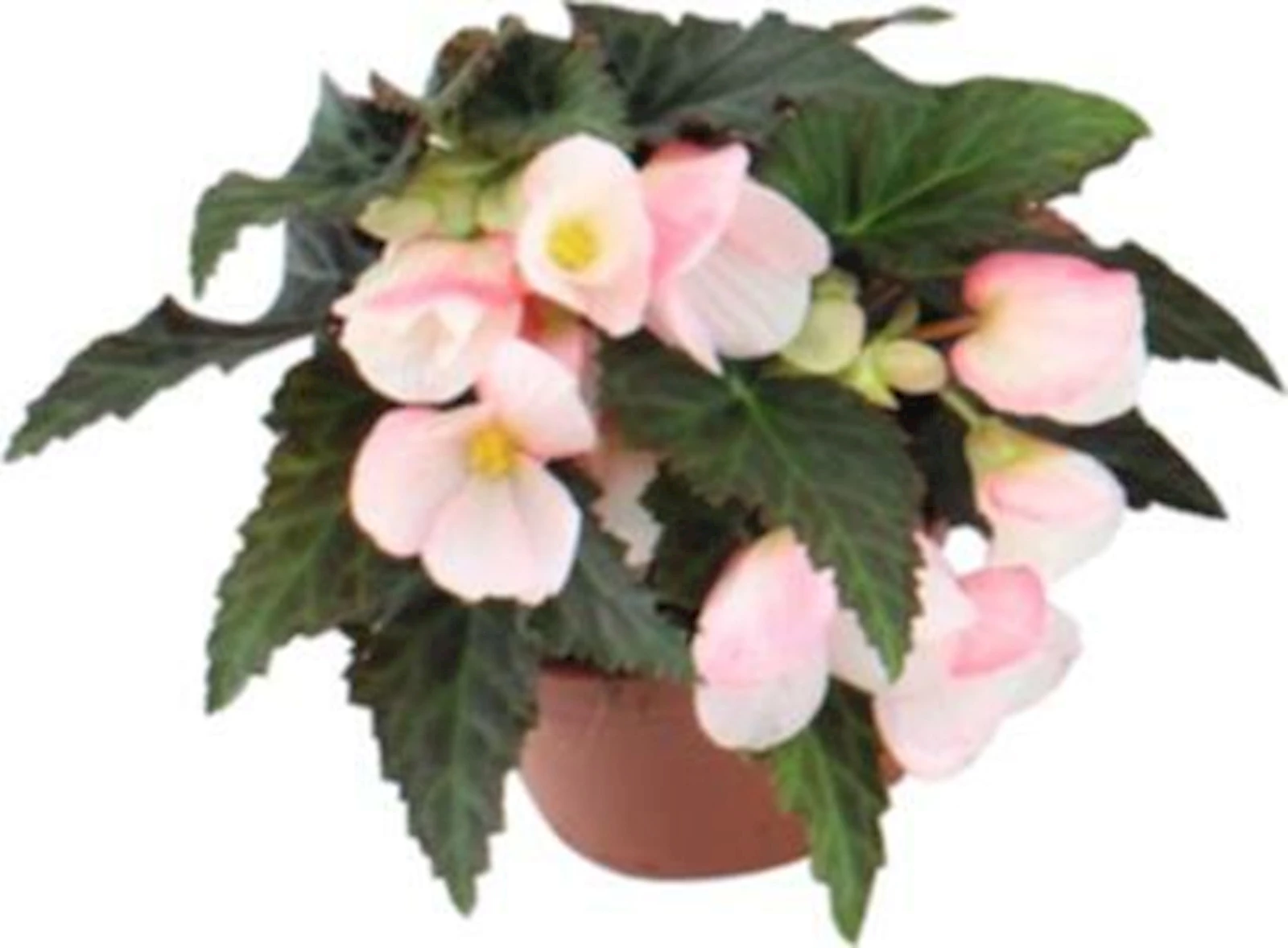 Gartenbegonia Florencio weiss P12 cm