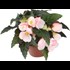Gartenbegonia Florencio weiss P12 cm