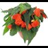 Gartenbegonia Florencio orange P12 cm