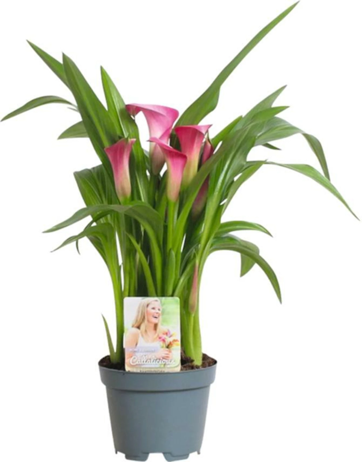 Zantedeschia rosa P10,5 cm kaufen Zimmerpflanzen LANDI