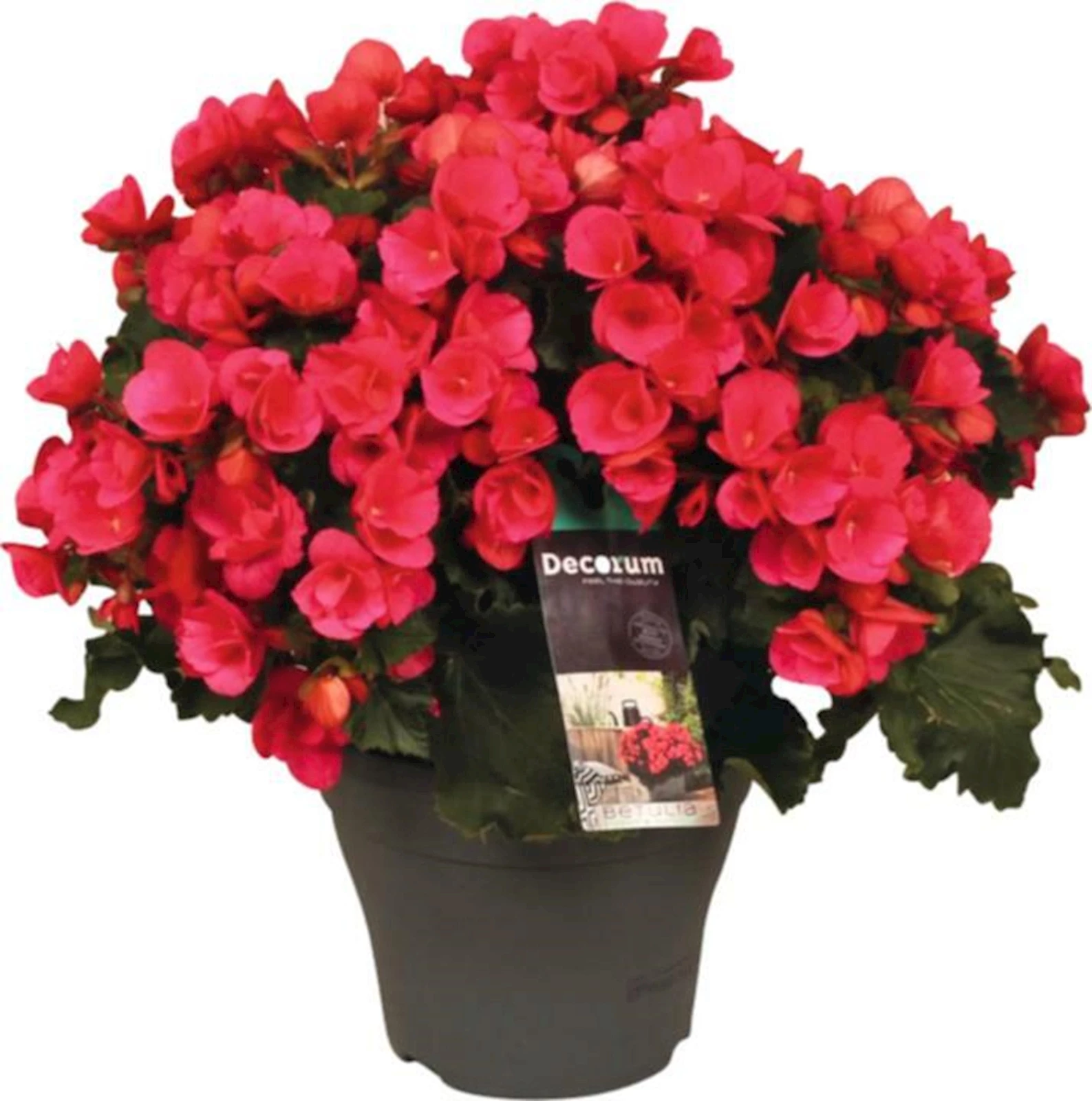 Gartenbegonia betula pink P19 cm