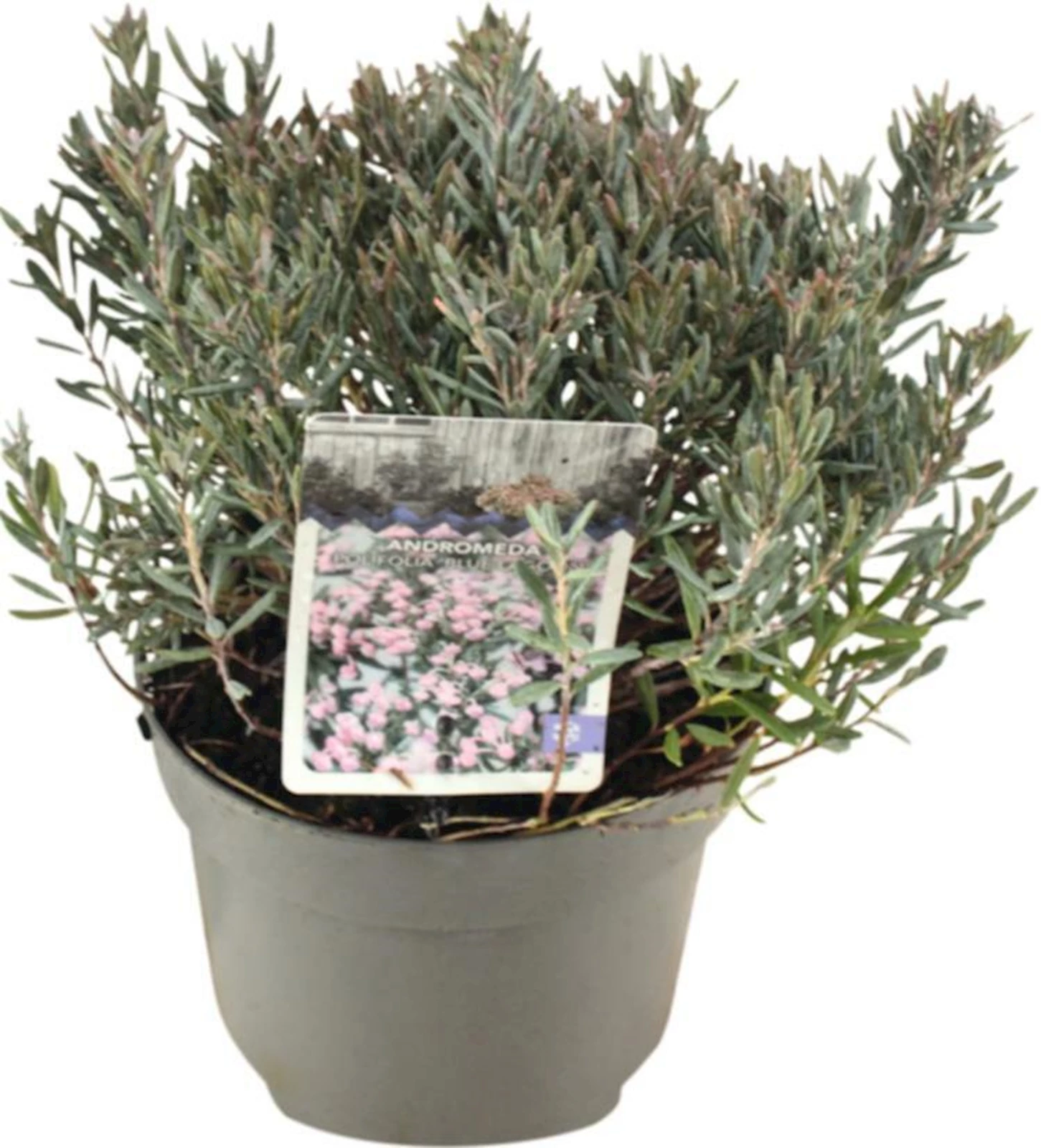 Andromeda polifolia P17 cm