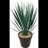 Yucca Rostrata P23 cm