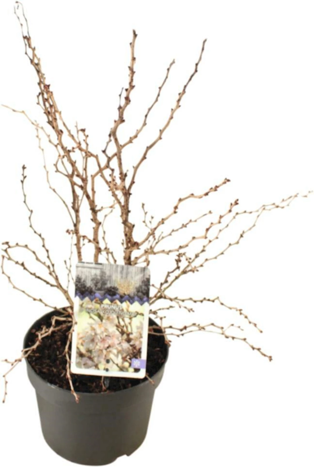 Prunus in.Kojou-no-mai P17 cm