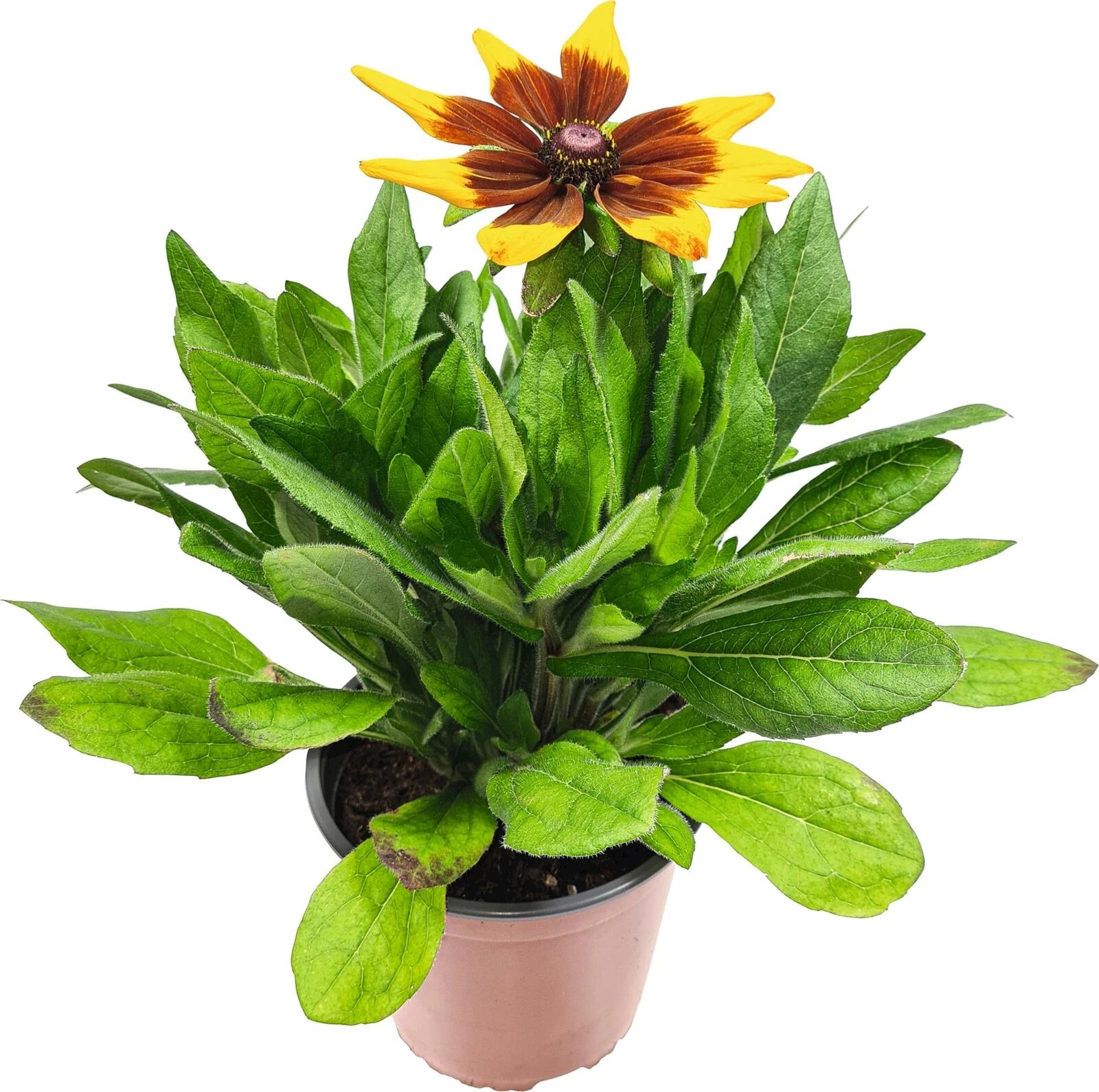 Rudbeckia Smiley Z P19 cm