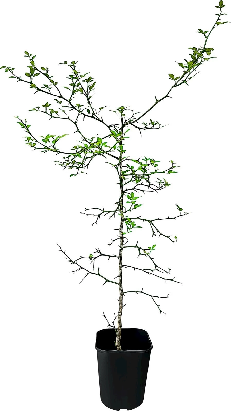 Dreiblätterige Bitterorange P5 l