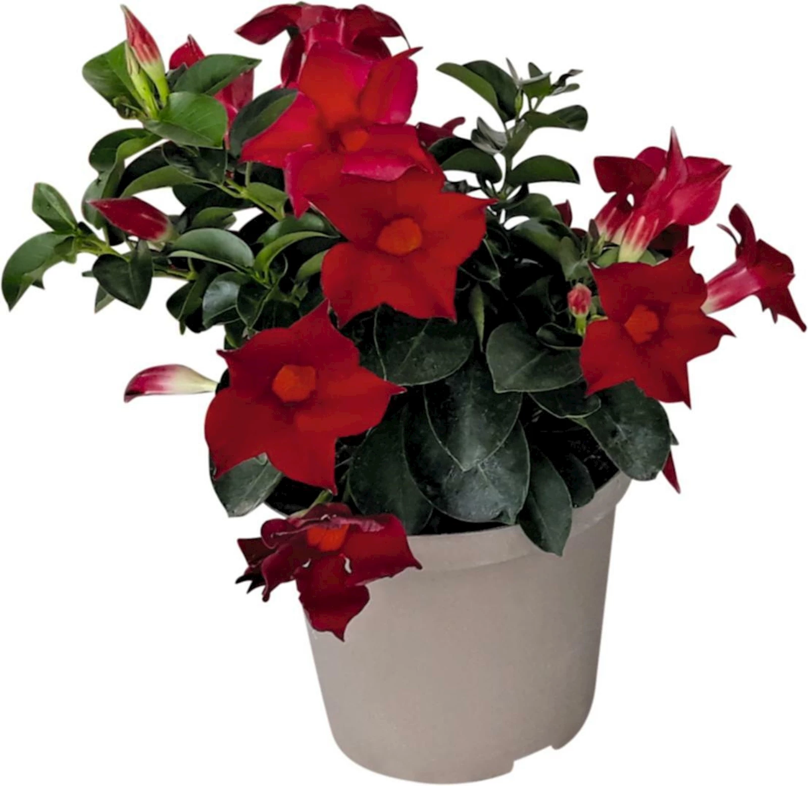 Dipladenia Busch P14 cm