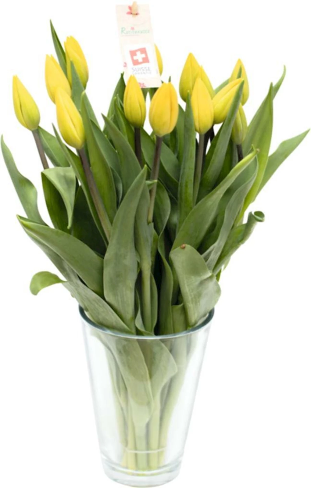 Tulpen Schweiz 14er-Bund