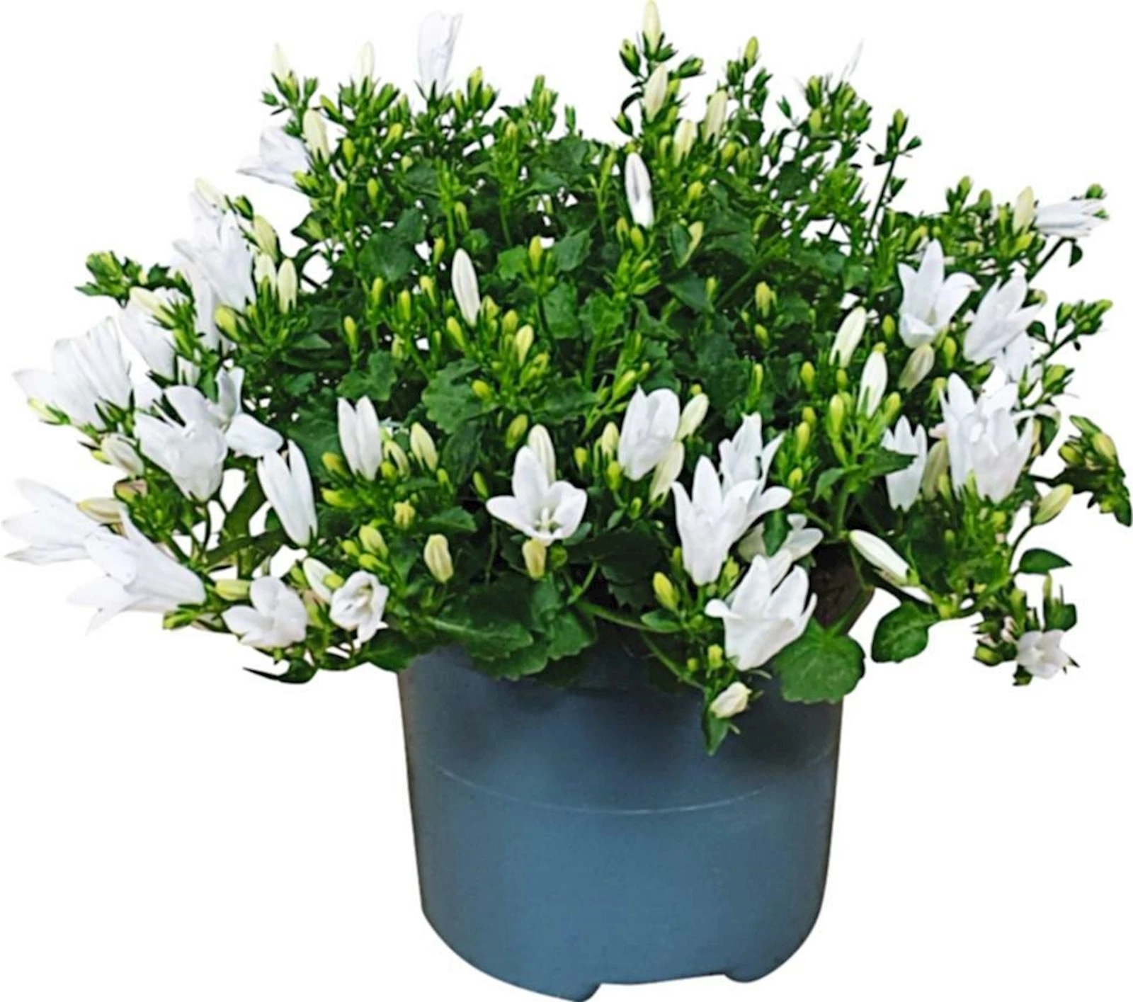 Campanula ambella weiss P12 cm