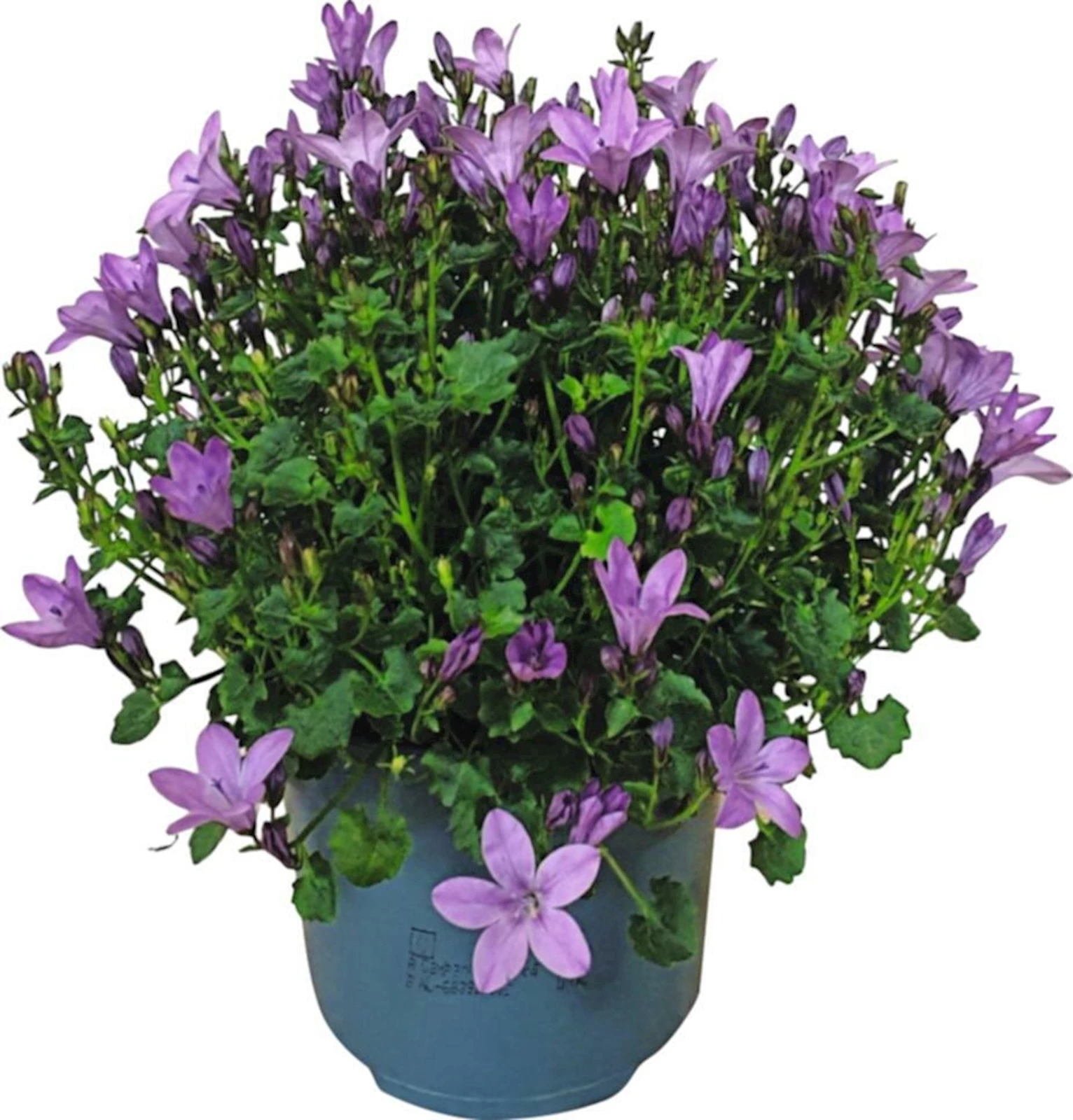 Campanula ambella pink P12 cm
