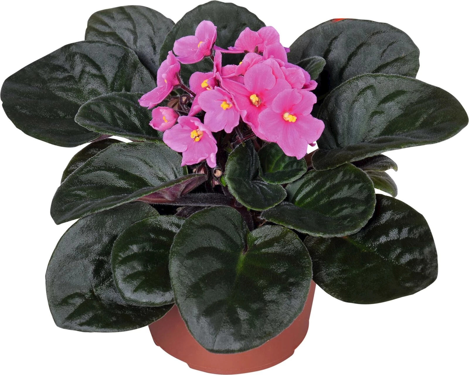 St. Paulia Inova Wave Mix P12 cm