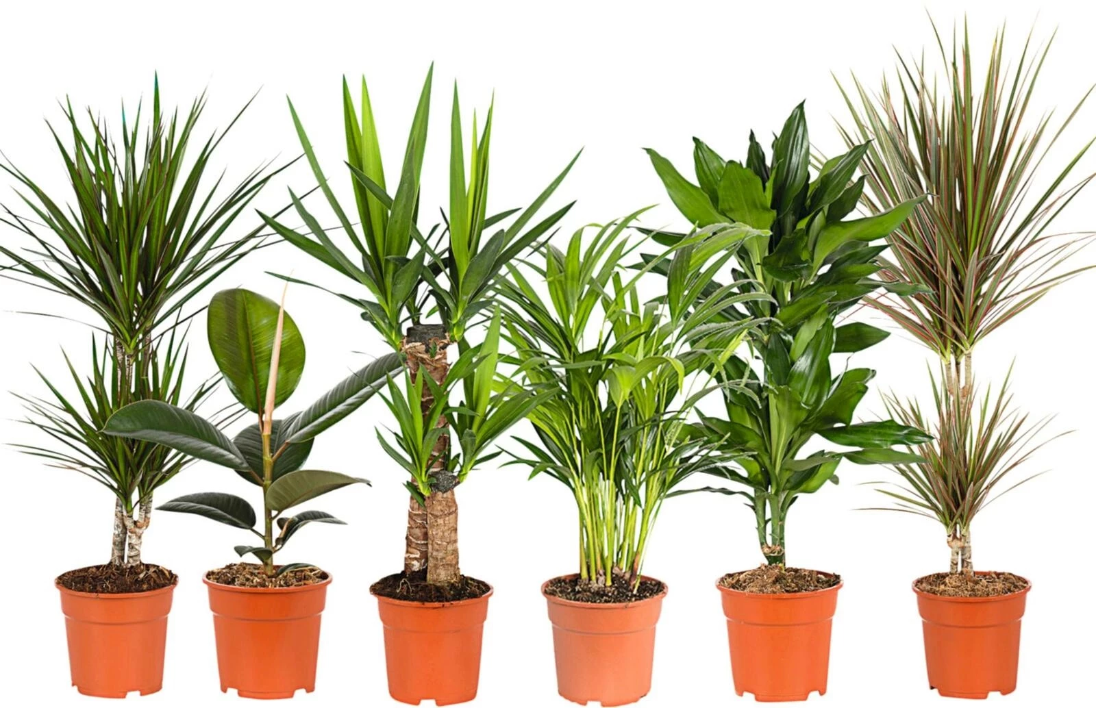 Plantes verte mix P17 cm