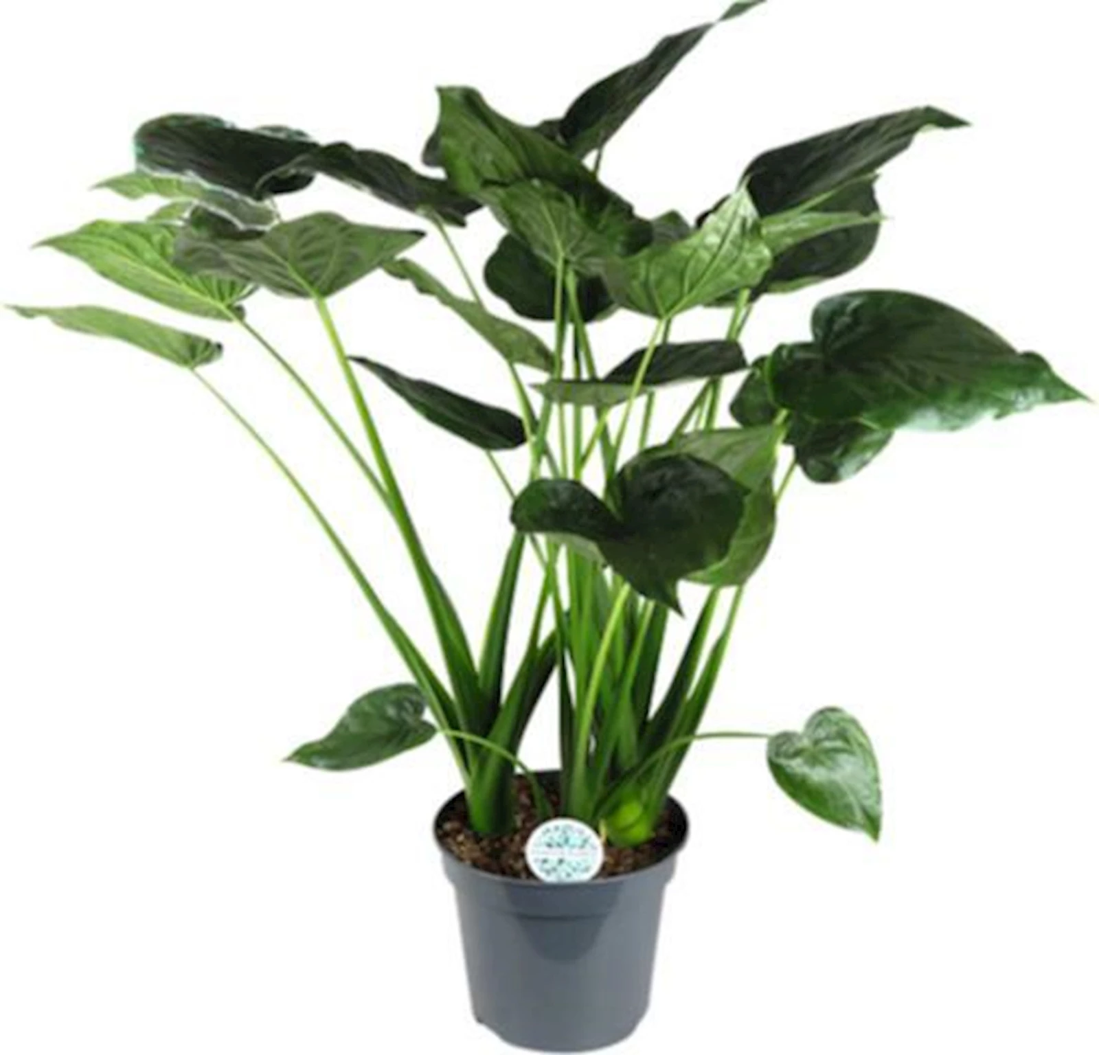Alocasia Cucullata P35 cm