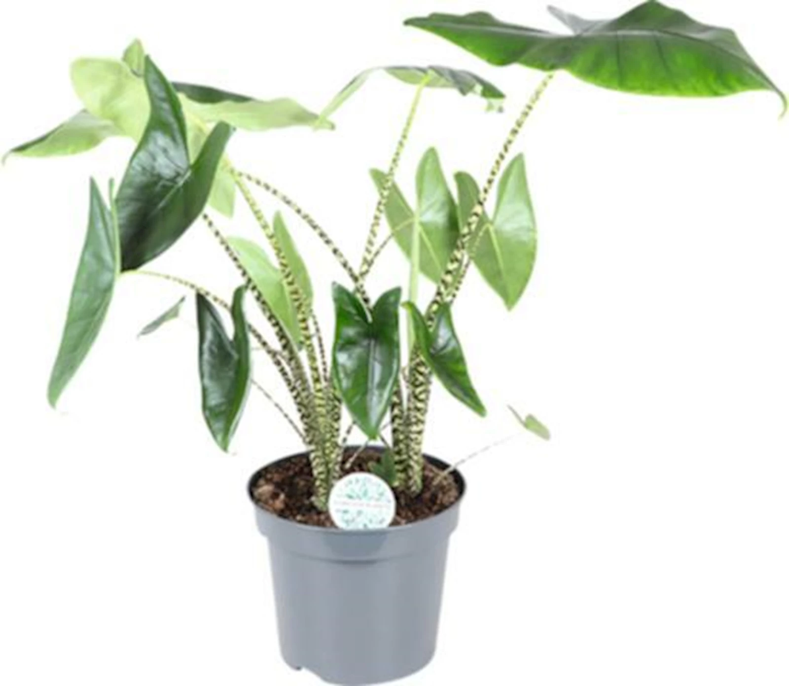 Alocasia Regal Shield P35 cm