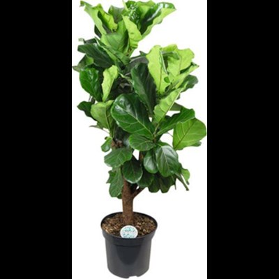 Ficus Lyrata P35 cm