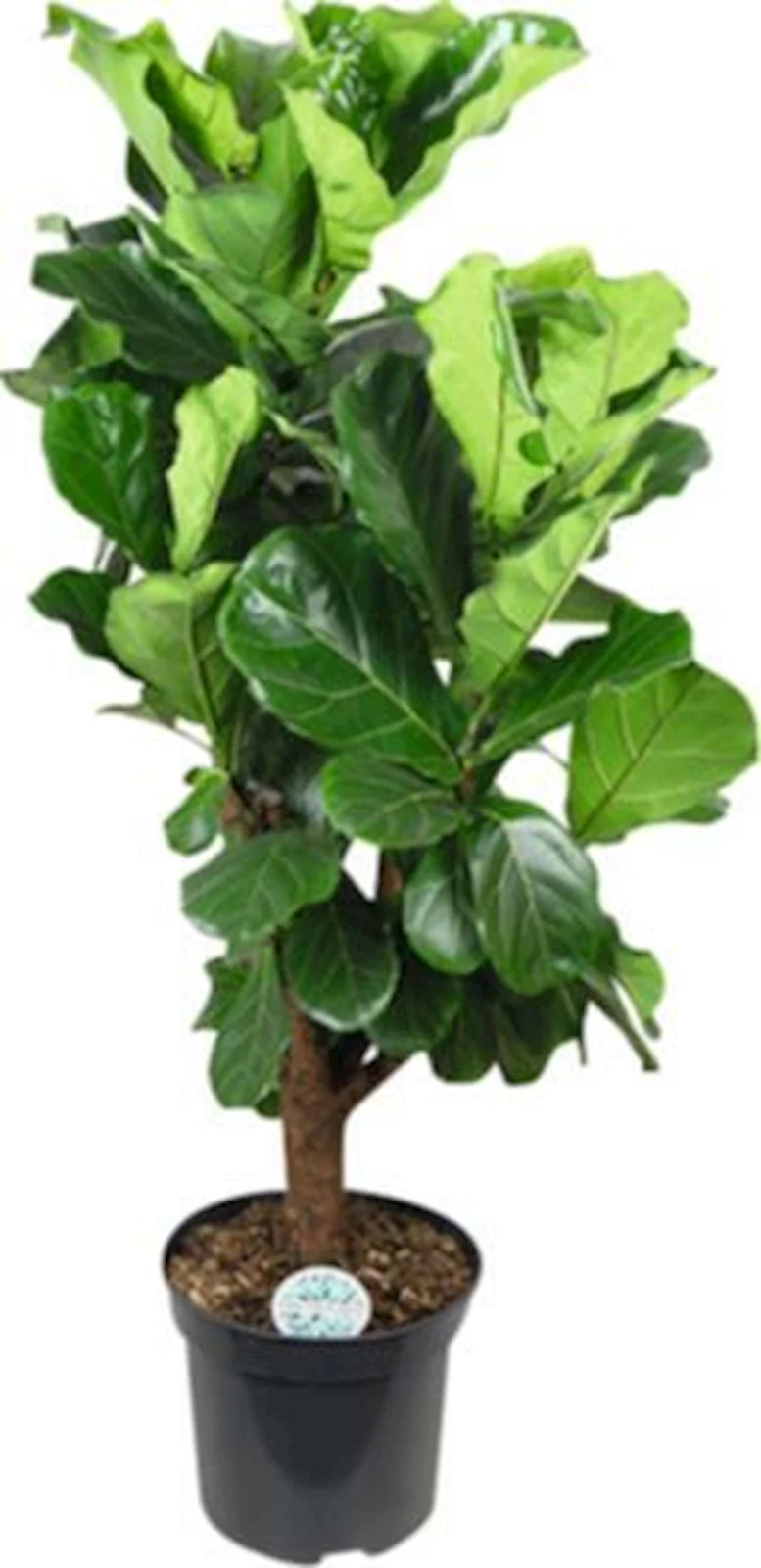 Ficus Lyrata P35 cm kaufen Zimmerpflanzen LANDI