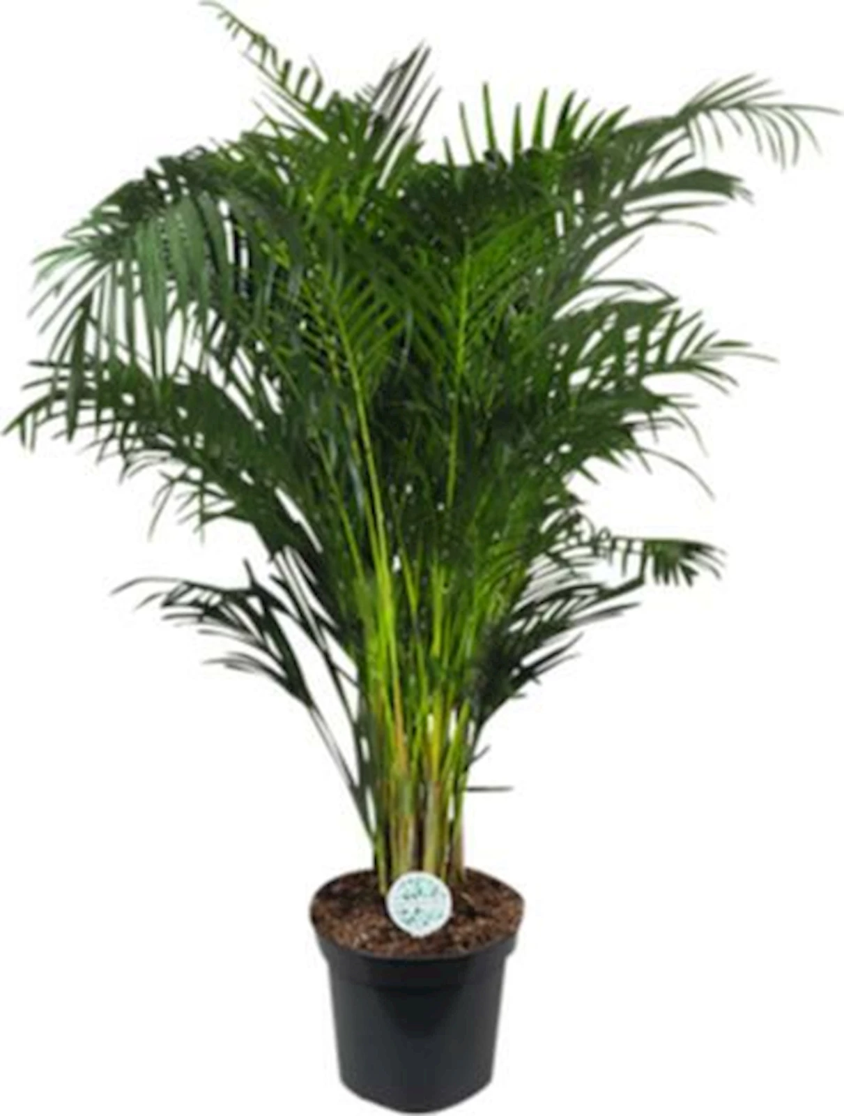 Dypsis lutescens P35 cm