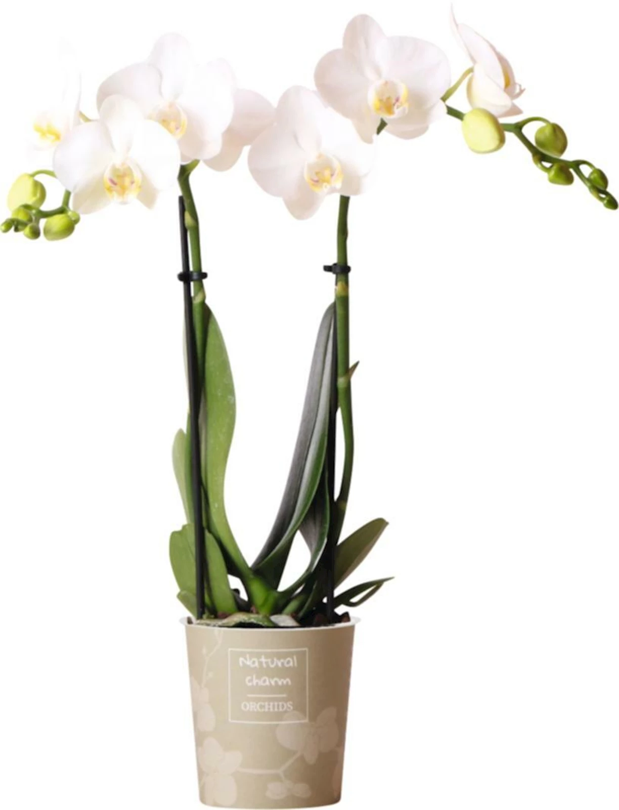 Phalaenopsis Multiflora 2 Rispen P9 cm