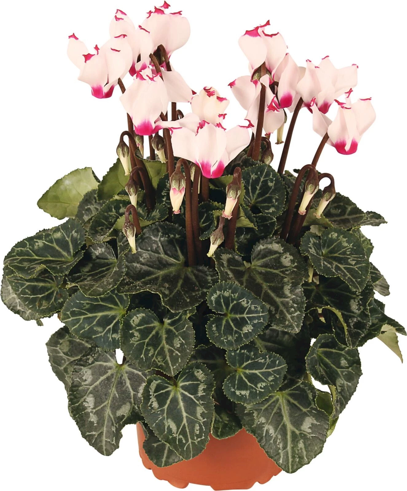 Cyclamen Victoria P10.5 cm