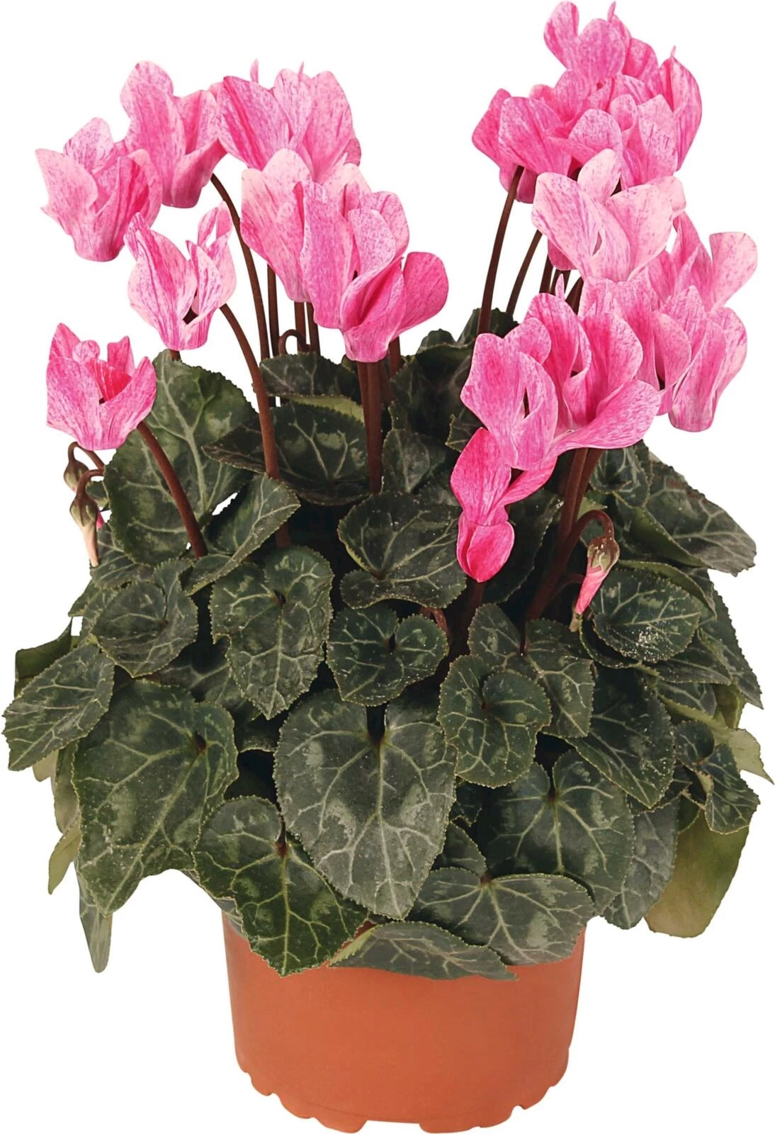 Cyclamen Crayon P10.5 cm