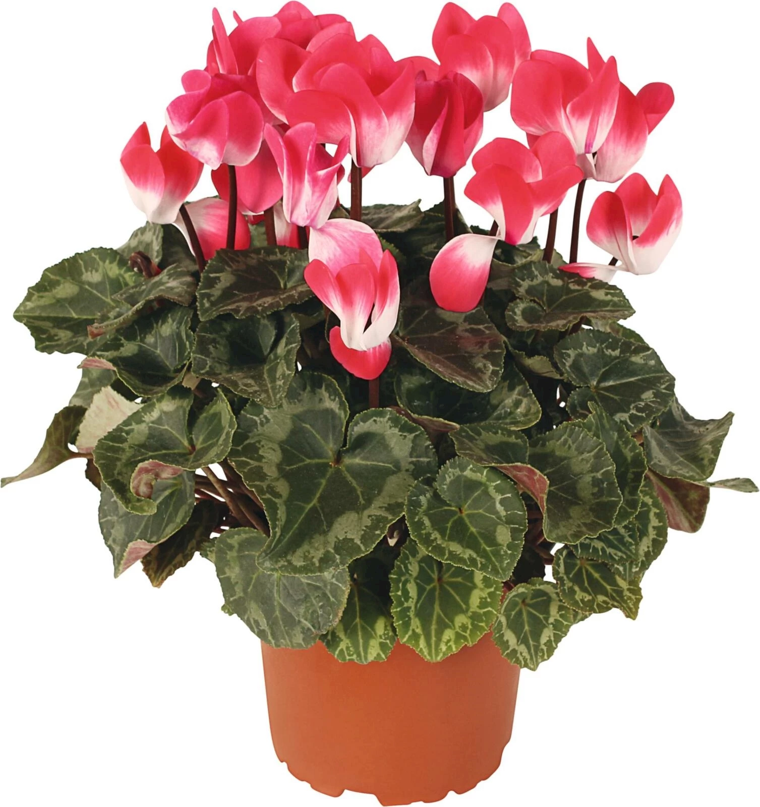 Cyclamen Indiaka P12 cm