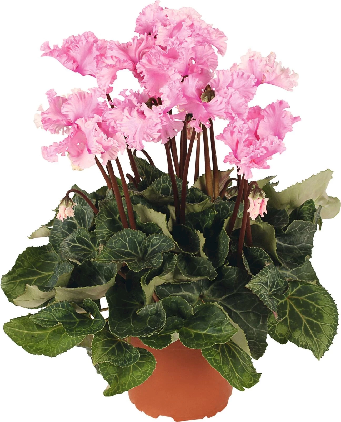 Cyclamen Meringue P12 cm