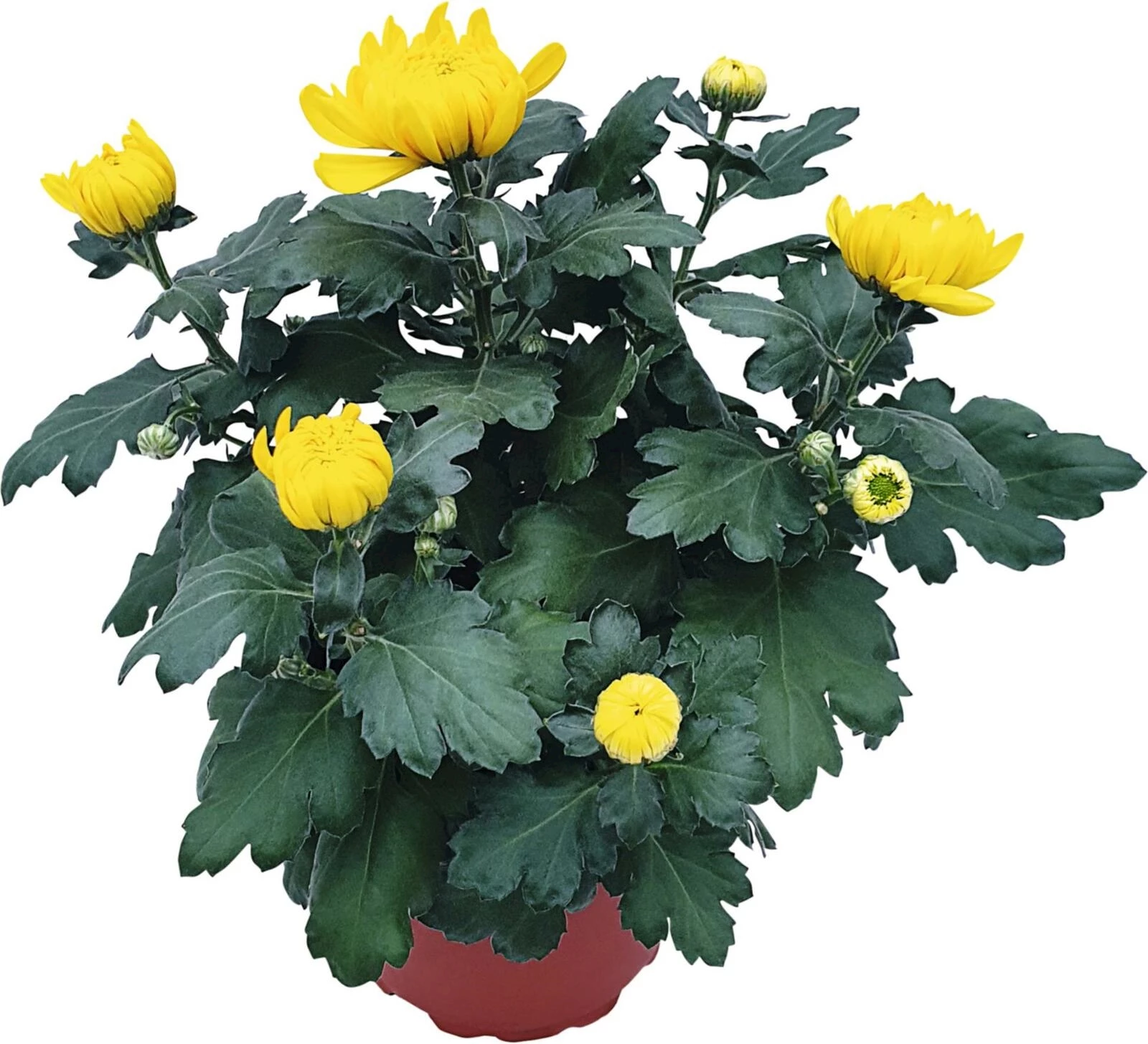 Chrysanthemen 5+Blüten, grossblumig P17
