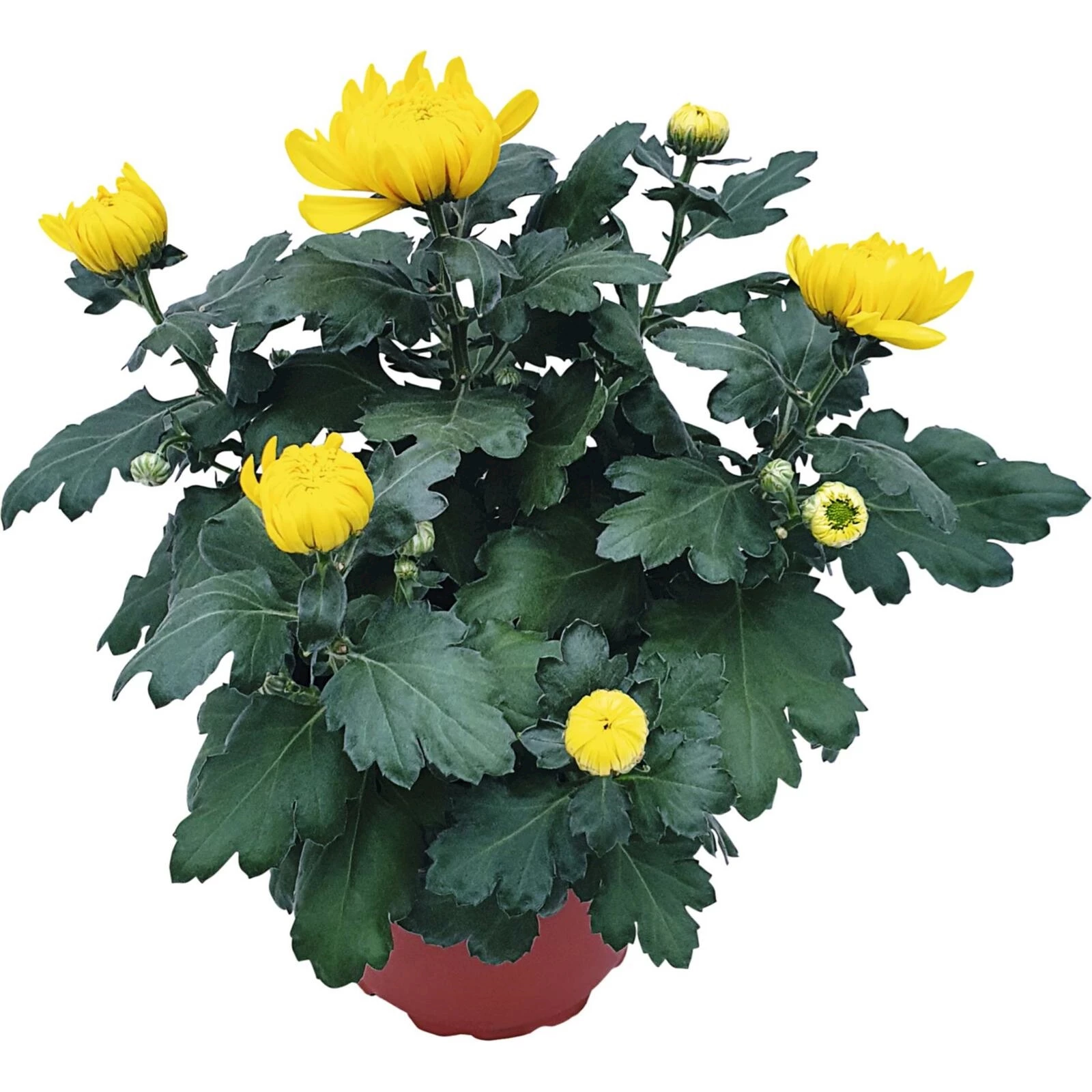 Chrysanthemen 5+Blüten, grossblumig P17 cm kaufen - Einjährige Beet- u. Balkonpflanzen