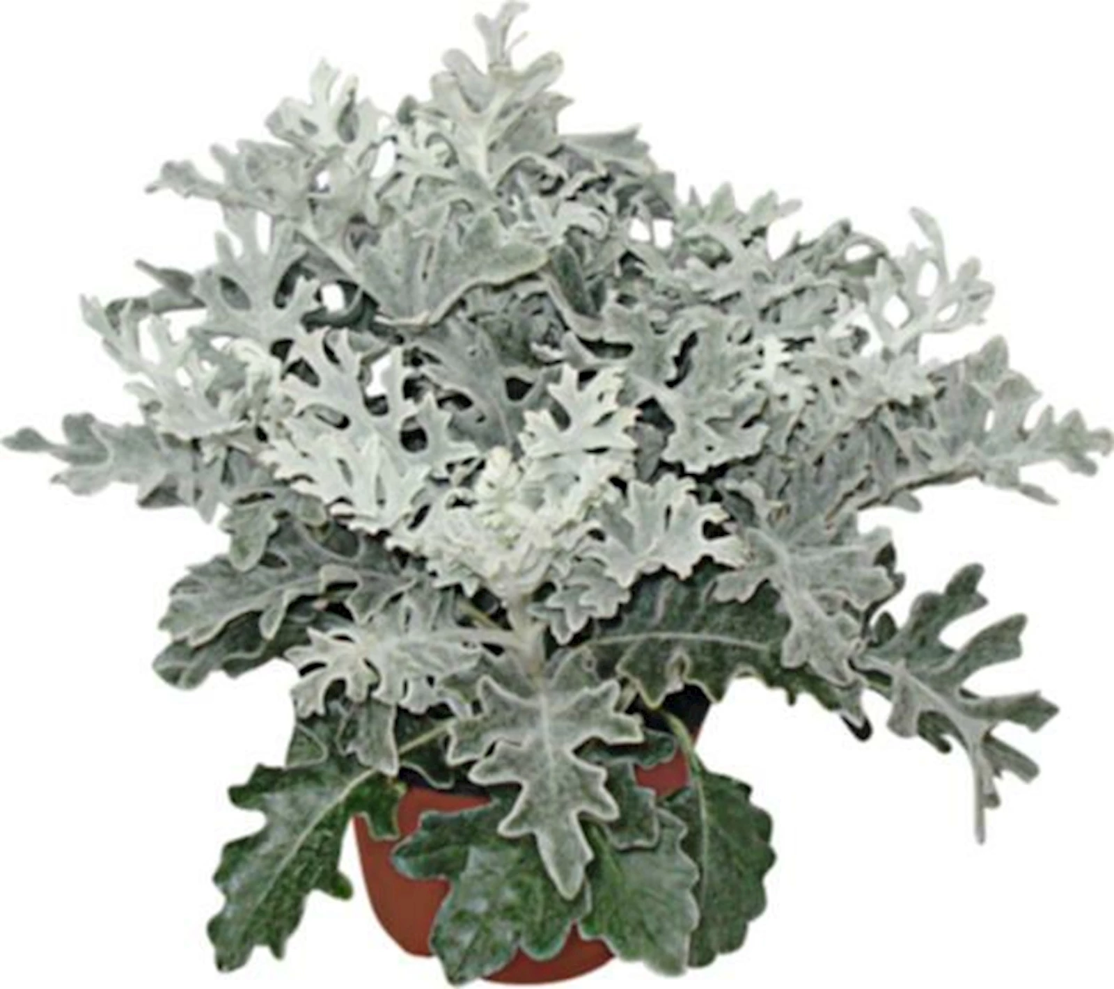 Cineraria Maritima P10.5 cm