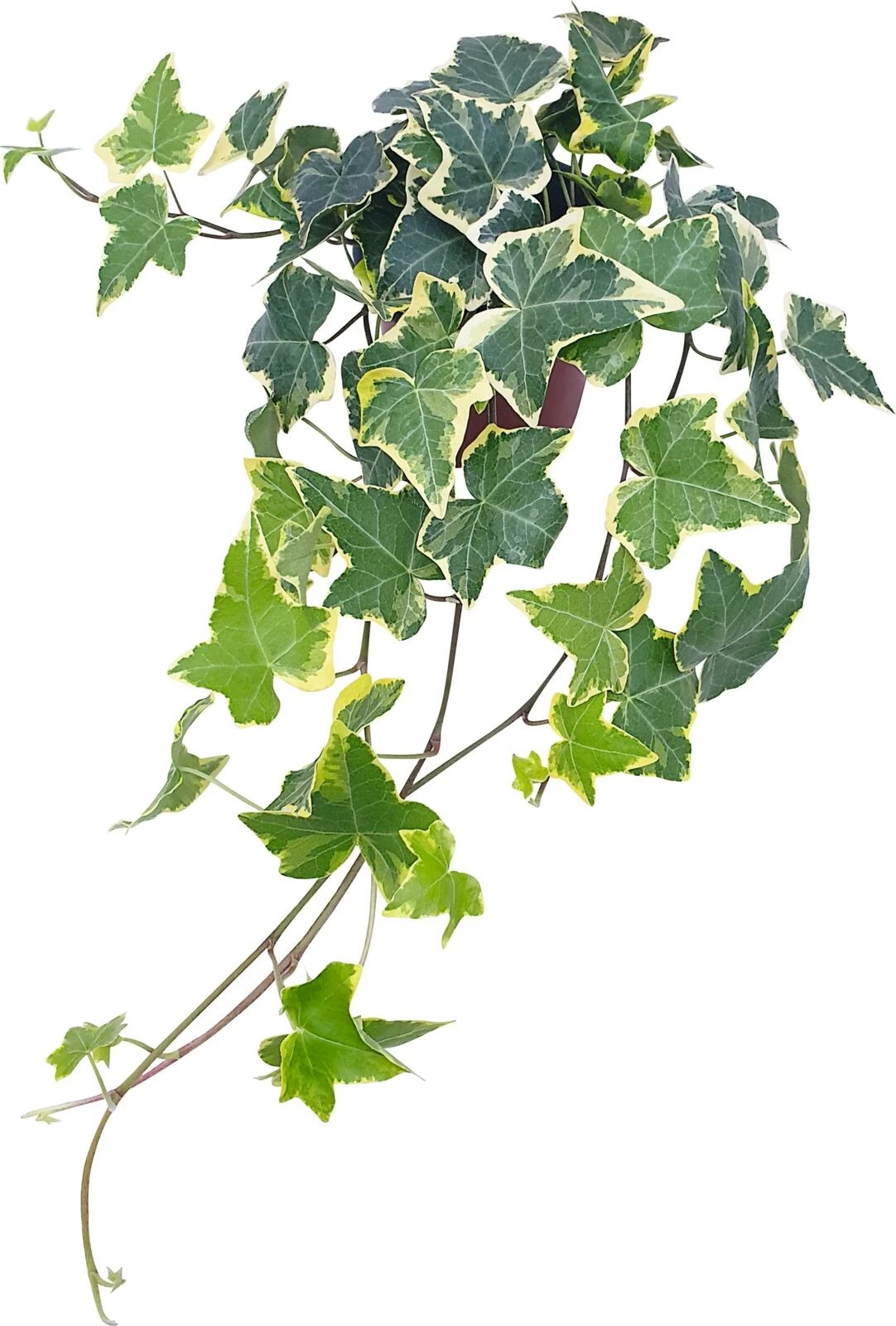 Hedera (Efeu) bunt P12 cm